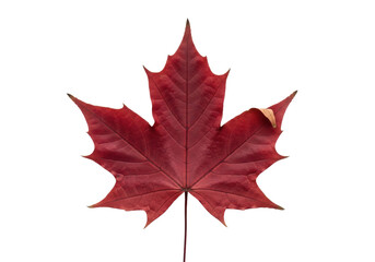 Aged deep crimson maple leaf with intricate veins and curled edges, isolated on a transparent background with copy space, soft lighting, contemplative nature concept