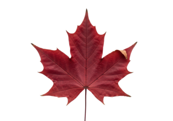 Aged deep crimson maple leaf with intricate veins and curled edges, isolated on a transparent background with copy space, soft lighting, contemplative nature concept