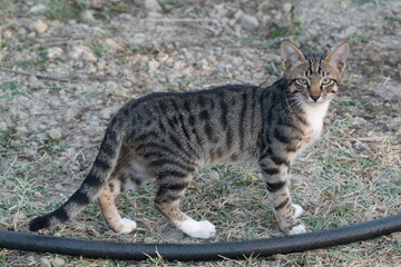 Portrait of a charming tabby kitten in garden