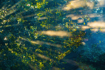 Sun rays through the leaves of trees