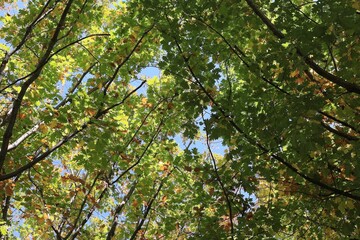 Fototapeta premium Overhead view of green, orange, red and yellow autumn colors in a tree branch canopy; for abstract background design.