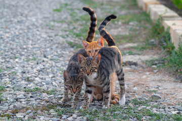 Cat family of three adorable kittens in the garden