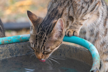 Cat drinking water from a bucket in hot weather thirst