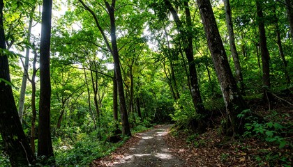 Fototapeta premium Lush forest path (4)