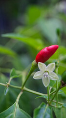 A photograph of a red chili pepper with its flower. Taken from Las Pinas, NCR, Philippines. 