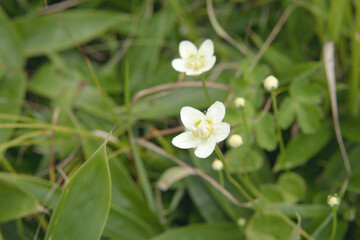 ウメバチソウ（Parnassia palustris var. palustris・別名梅花草）／白い花をクローズアップ／美ヶ原高原・日本・8月