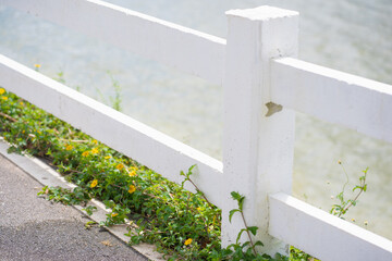 Relax and wellness concept with flower on road in garden and mountain background at chiangmai thailand in raining season