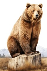 A bear standing wildlife mammal animal.