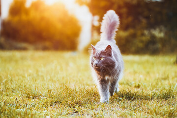 Beautiful gray cat outdoors on green lawn