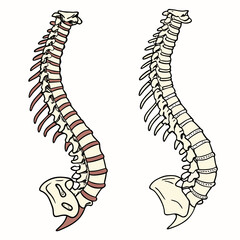 Illustration of human spine anatomy showing healthy vertebrae and spinal curves on a white background