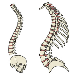 Illustration of human spine and skull on white background showing anatomical details of vertebrae and ribs