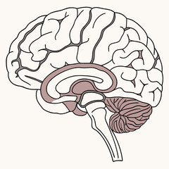 Stylized sagittal view of the human brain showing cerebrum cerebellum and brainstem with internal structures highlighted