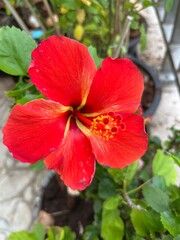 red hibiscus flower