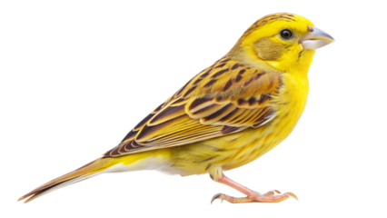 yellow crested tit isolated on white background