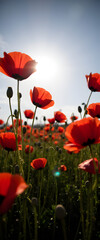 Obraz premium Red poppies in a field bathed in warm sunlight, creating a vivid landscape.