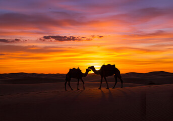 Camels silhouette sunset desert landscape