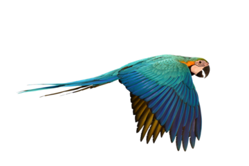 Colorful flying Blue and Gold Macaw parrot isolated on transparent background png file	