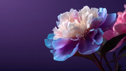 Close-up vibrant peony with gradient colors
