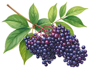  Elderberry Watercolor Illustration, Isolated on White Background