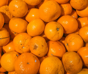 fresh oranges just picked from the garden