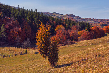 Naklejka premium Autumn colored trees and countryside landscape scenery.
