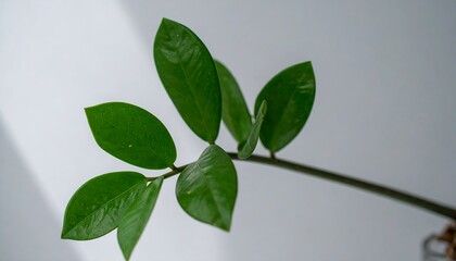 Fototapeta premium Lush green leaves on a stem