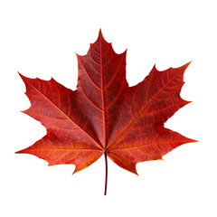 Red Maple Leaf isolated on PNG or JPEG Background