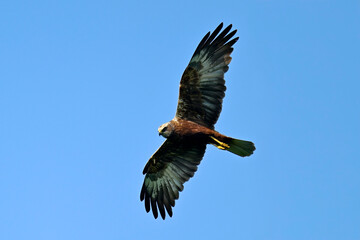 fliegende Rohrweihe // Western marsh harrier (Circus aeruginosus) 