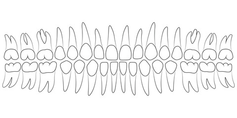 Anatomical shape of human teeth, dental chart, tooth diagram formula