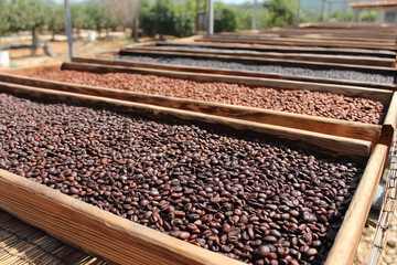 Naklejka premium Rows of coffee beans drying in wooden trays outdoors under natural sunlight with trees and a house visible in the background