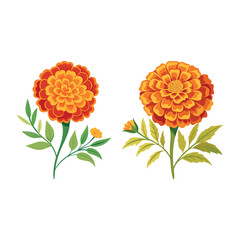 Beautiful Orange Marigold Flower Bouquet Illustration