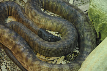 Big snake among rocks and plants in habitat
