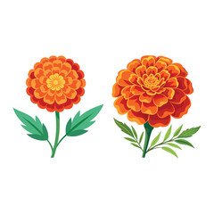 Beautiful Orange Marigold Flower Bouquet Illustration