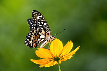 Fototapeta premium A Captivating Lime Butterfly Sipping Nectar from a Vibrant Yellow Cosmos Flower in a Lush Green Garden Setting, Showcasing Nature's Delicate Beauty and Interconnectedness
