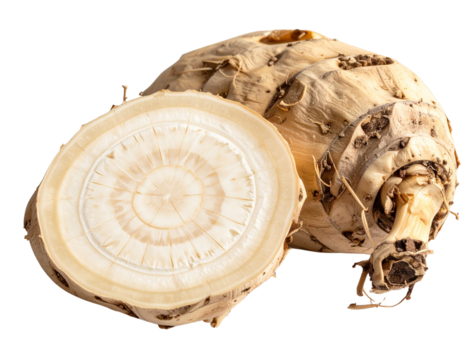 Sliced Maca Root Showing Inner Cross-Section, Angled Perspective, isolated