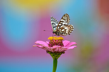 Obraz premium A Delicate Butterfly Perched Gracefully Atop a Vibrant Pink Zinnia Flower, Showcasing Intricate Wing Patterns Against a Softly Blurred Multicolor Background