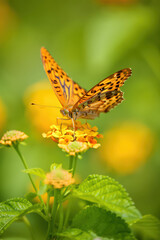 Obraz premium A Vibrant Fritillary Butterfly Perched on a Cluster of Tiny Yellow Flowers Amidst Lush Green Foliage Showcasing the Delicate Balance of Nature and the Beauty of Pollination
