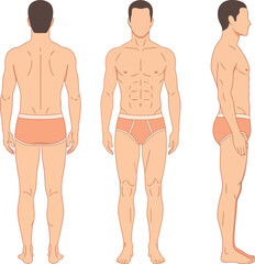 Male human body anatomical views front side back simple illustration concept vector