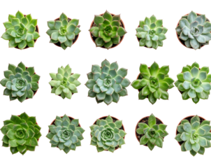 Decorative Succulent Plants Flat Lay, Top-Down Photography, Isolated