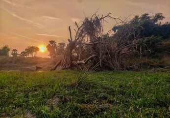 Large dead tree trunk lies on green grassland beside of a river. Sunset sky in background.