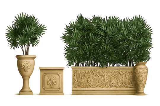 rhapis excelsa palm in classic flowerpots for the street isolated on white background