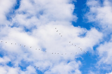 Fototapeta premium Flock of geese flying in a V formation in the sky heading south