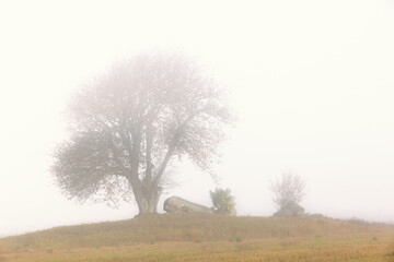 Solitary tree on a hill with an old passage grave a misty autumn day