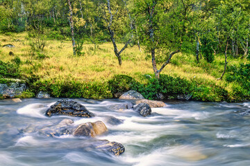 River in a birch forest in at autumn in the north of Scandinavia