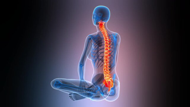 Spinal Cord Vertebral Column of Human Skeleton System Anatomy Animation Concept