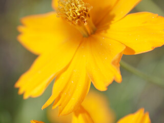 黄色の花　コスモス