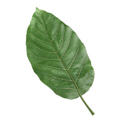 Green leaf isolated on black