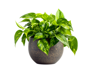  lush green pothos plant in black stone pot isolated on transparent background for indoor gardening and home decoration concept