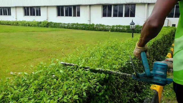 Professional Gardener Shaping Green Hedge with Electric Trimming Tool.