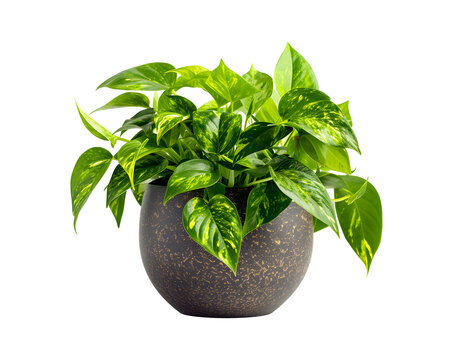 lush green pothos plant in black stone pot isolated on transparent background for indoor gardening and home decoration concept